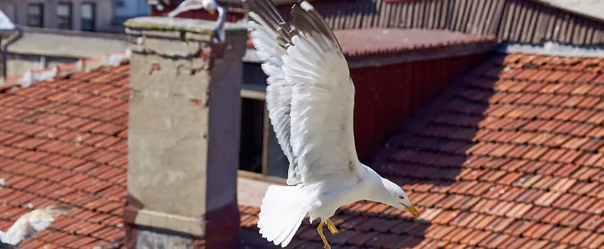 Residential Chimney Animal Removal Solution in Lake St. Louis, MO